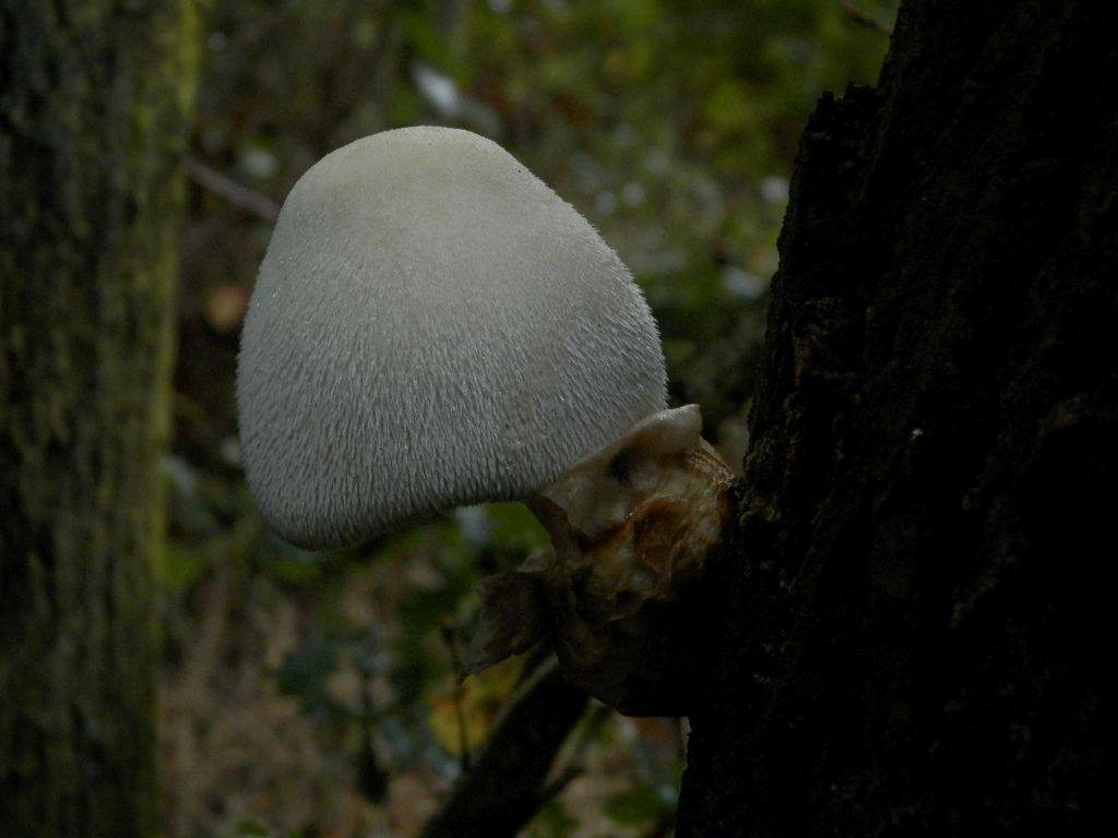 Volvariella bombycina (door Alina & Chris Billekens)