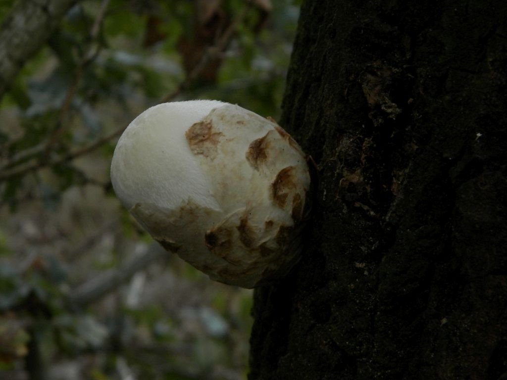 Volvariella bombycina (door Alina & Chris Billekens)