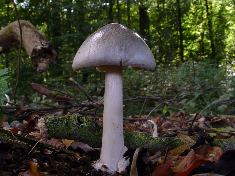 Volvariella gloiocephala (door André Houter)