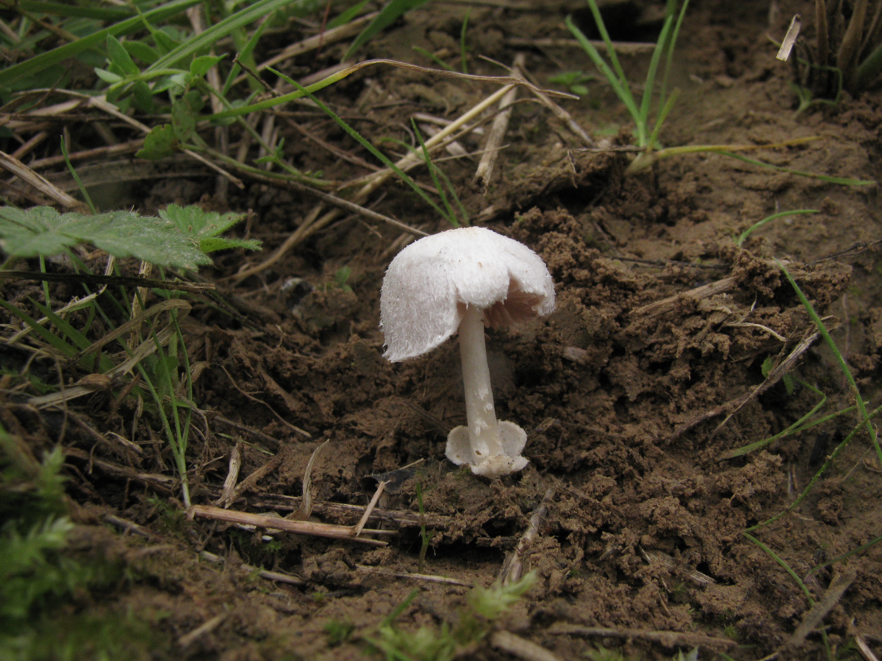 Volvariella pusilla (door J.L.J. Wolfs)