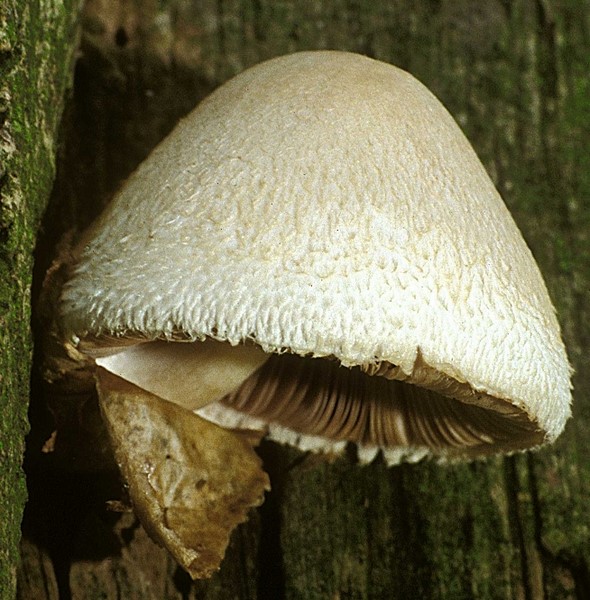 Volvariella bombycina (door Henk Huijser)