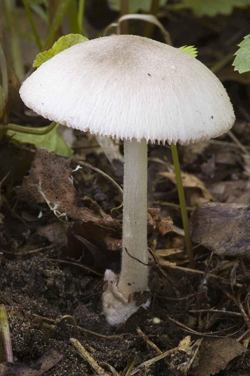 Volvariella murinella (door Nico Dam)