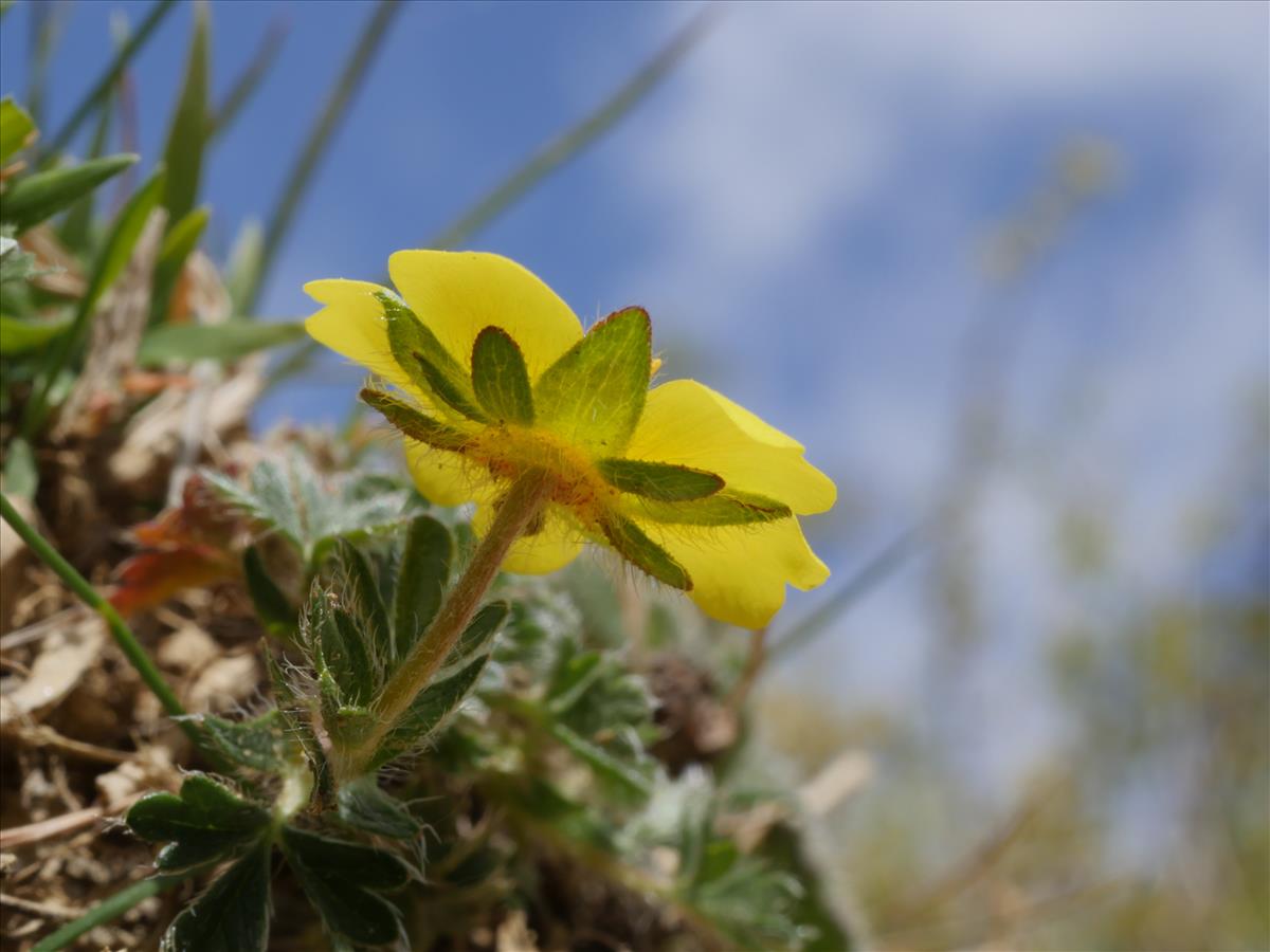 Potentilla verna (door Fred Severin)