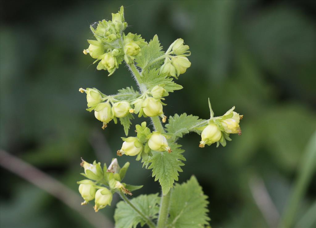 Scrophularia vernalis (door Peter Meininger)