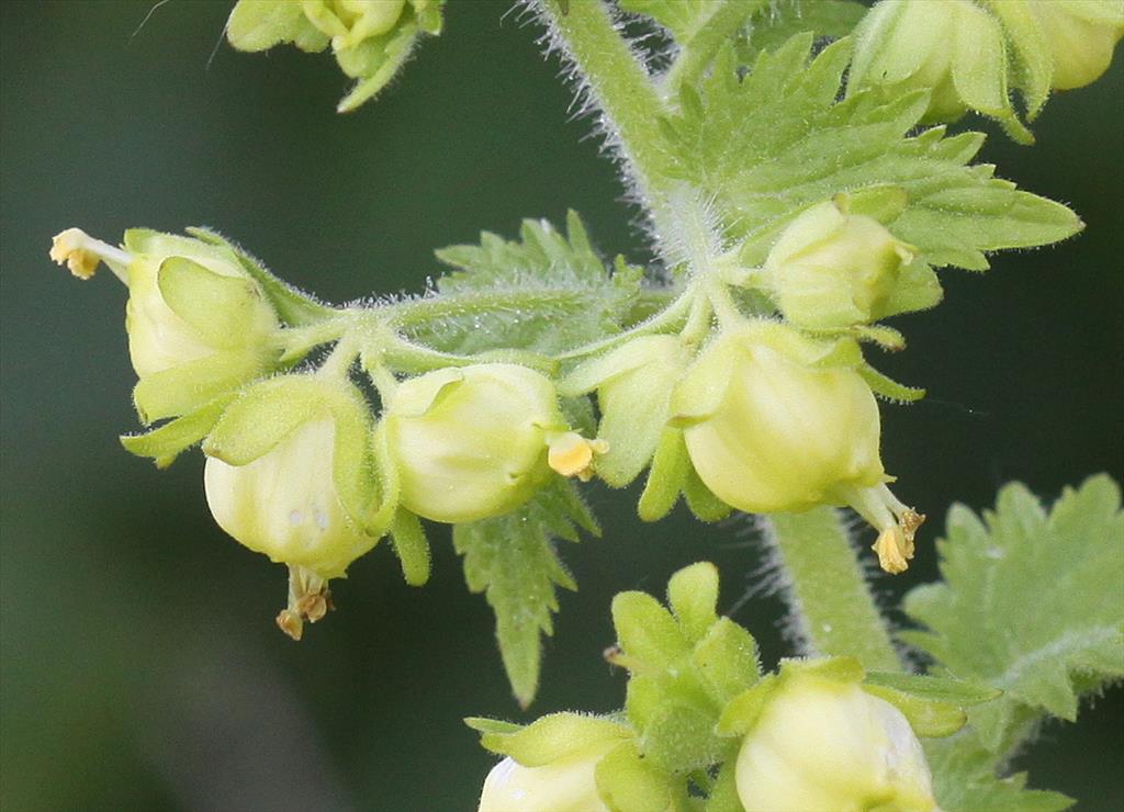 Scrophularia vernalis (door Peter Meininger)