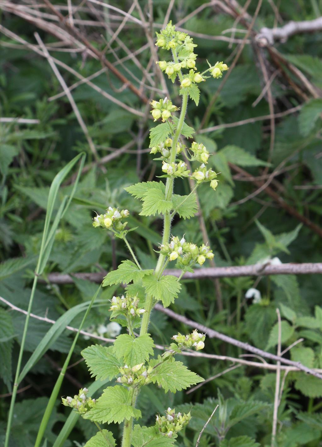 Scrophularia vernalis (door Peter Meininger)