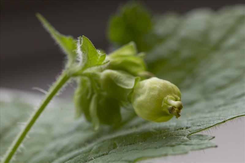 Scrophularia vernalis (door Valentine Kalwij)