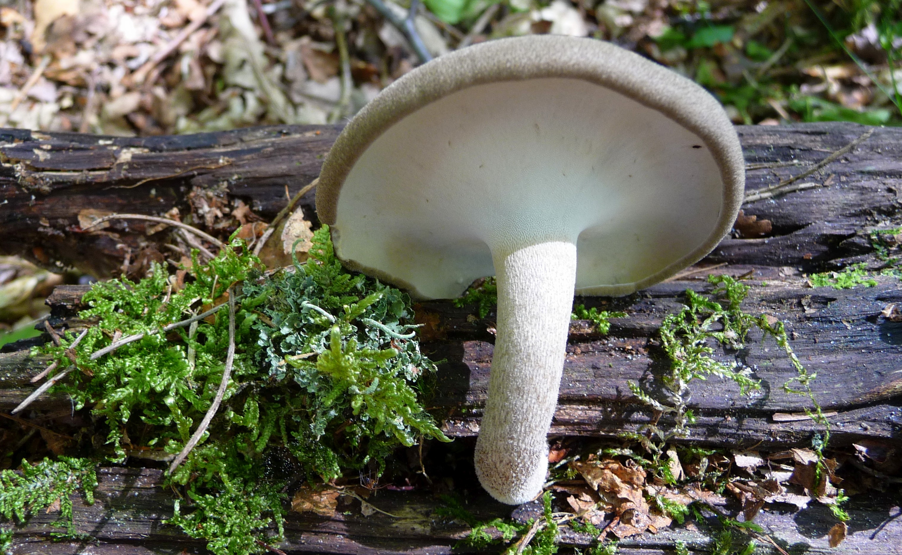 Polyporus ciliatus f. lepideus (door jelle bakker)