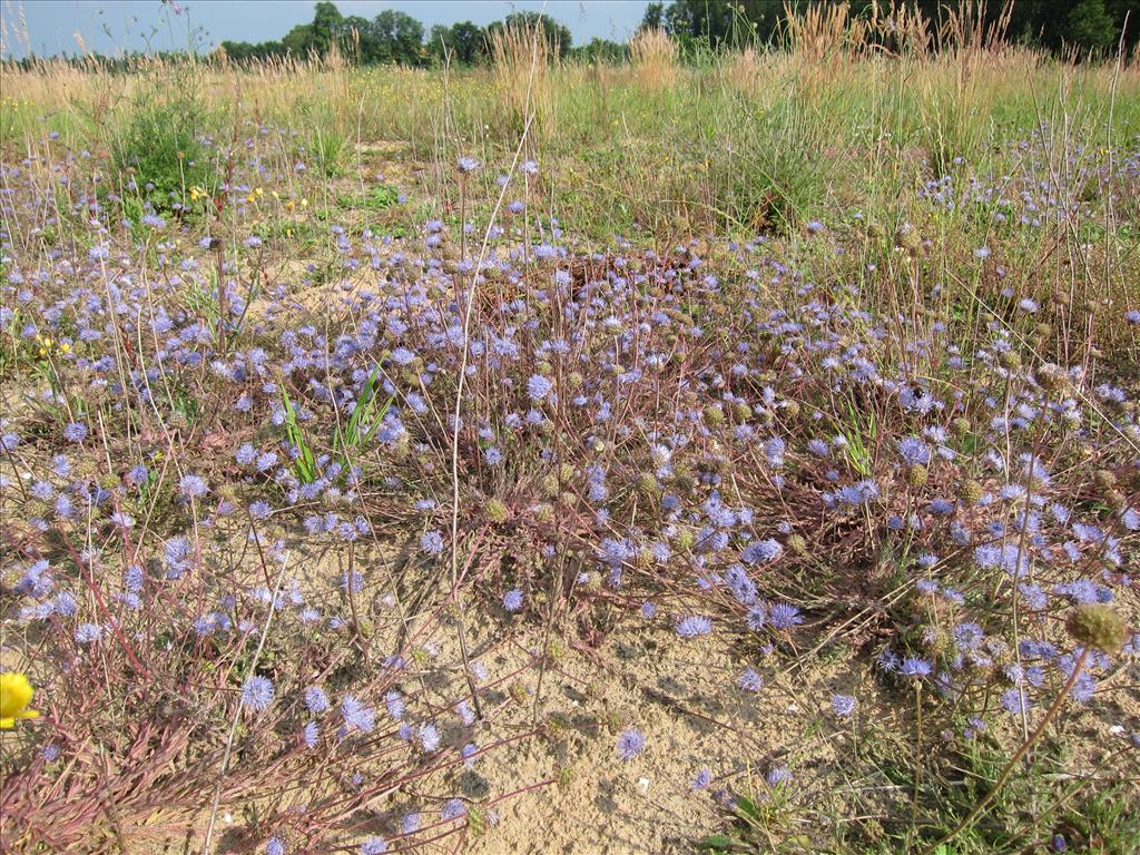 Jasione montana (door Piet Bremer )