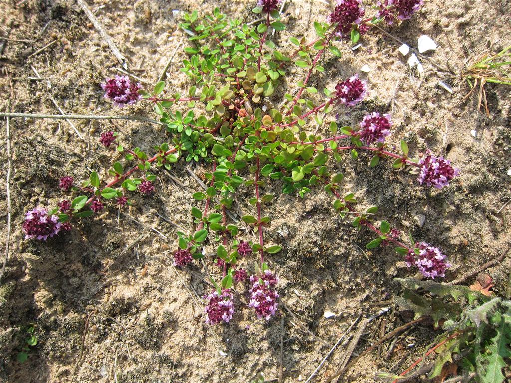 Thymus pulegioides (door Piet Bremer )