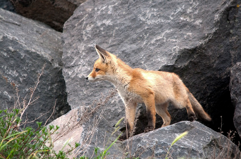 Vulpes vulpes (door Hans Kool)