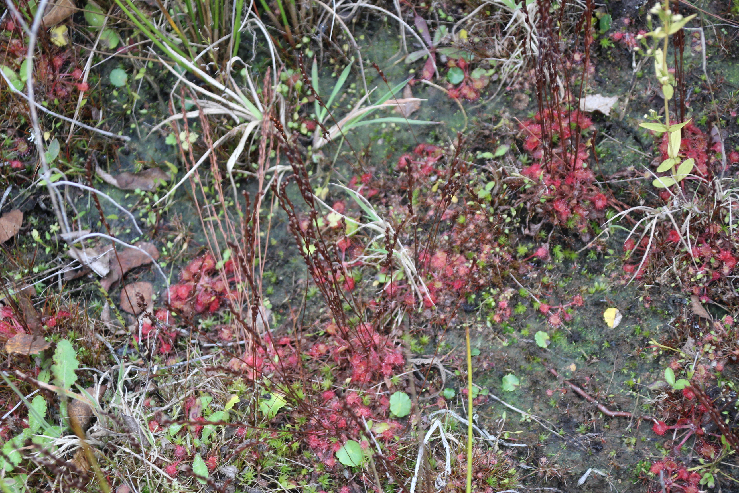 Drosera rotundifolia (door Egbert de Boer)