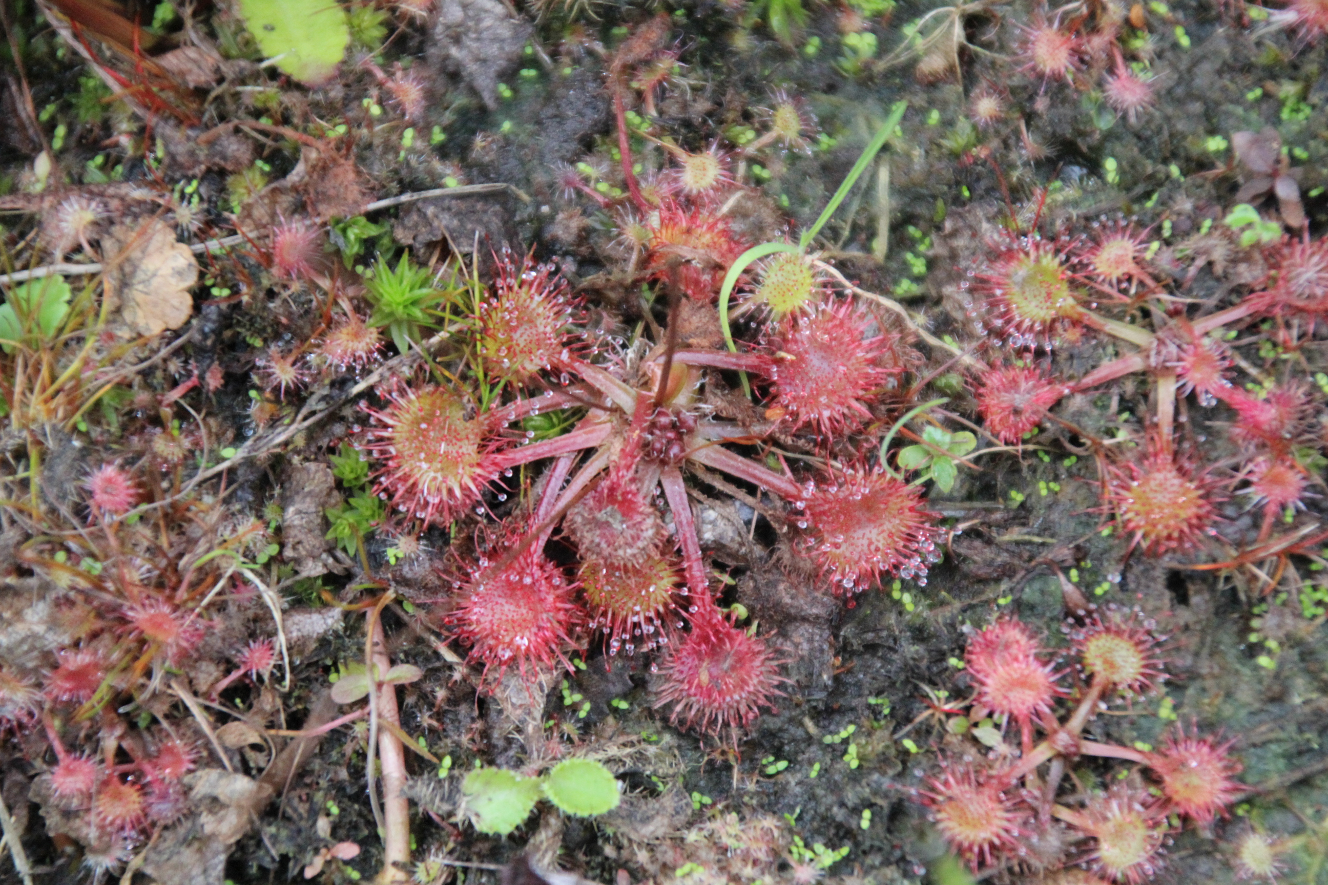 Drosera rotundifolia (door Egbert de Boer)