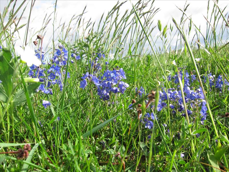 Veronica prostrata (door Piet Bremer )