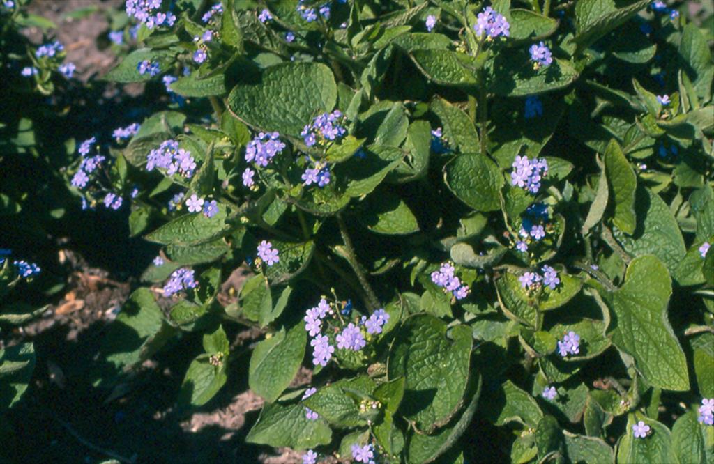 Brunnera macrophylla (door Willem Braam)