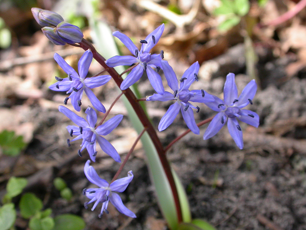 Scilla bifolia (door Peter Meininger)