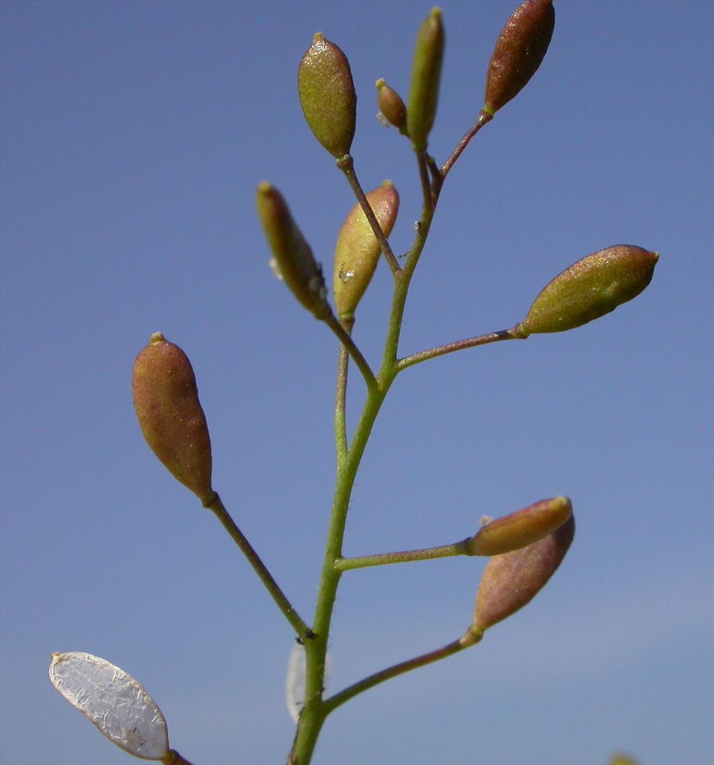 Draba verna (door Peter Meininger)