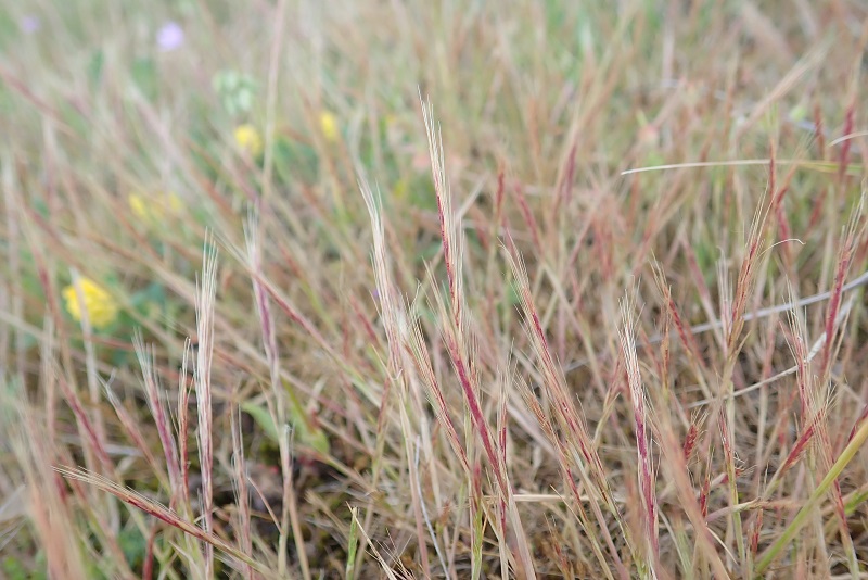 Vulpia ciliata subsp. ambigua (door Tim van de Vondervoort)