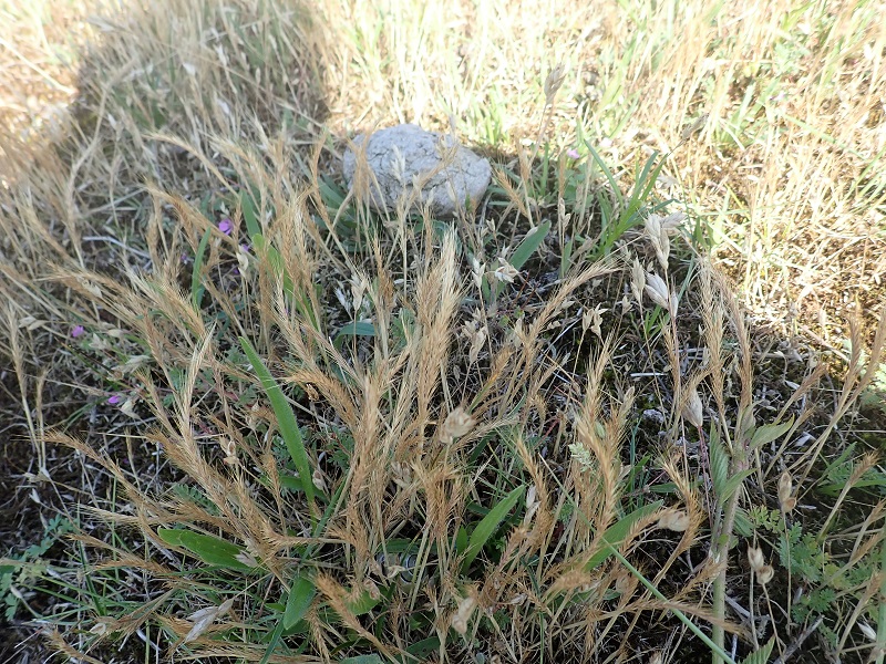 Vulpia ciliata subsp. ambigua (door Tim van de Vondervoort)