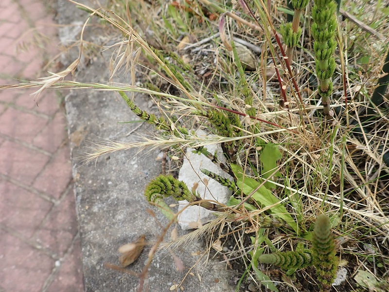 Vulpia ciliata subsp. ciliata (door Tim van de Vondervoort)