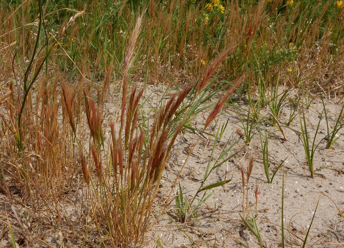 Vulpia fasciculata (door Peter Meininger)