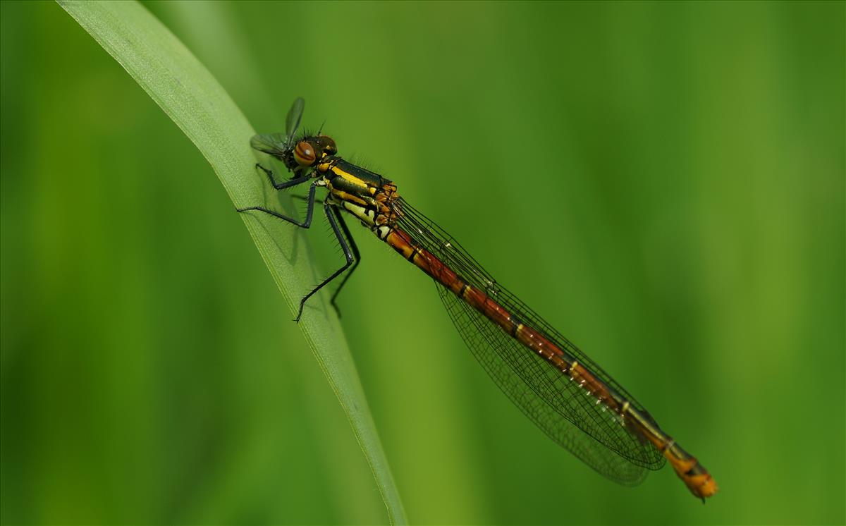 Pyrrhosoma nymphula (door jelle bakker)