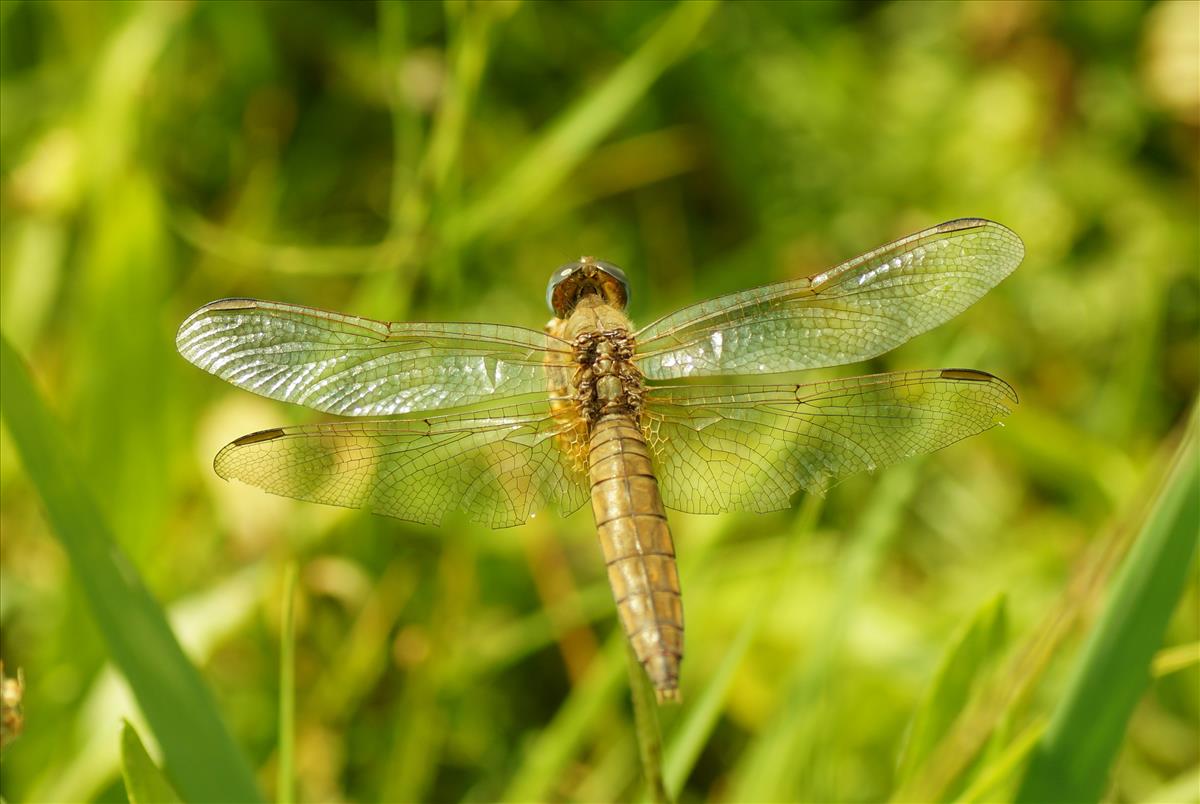 Crocothemis erythraea (door jelle bakker)