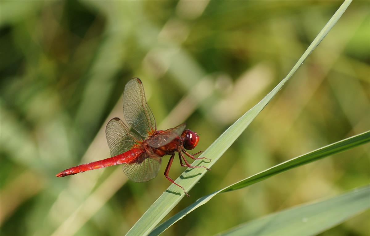 Crocothemis erythraea (door jelle bakker)