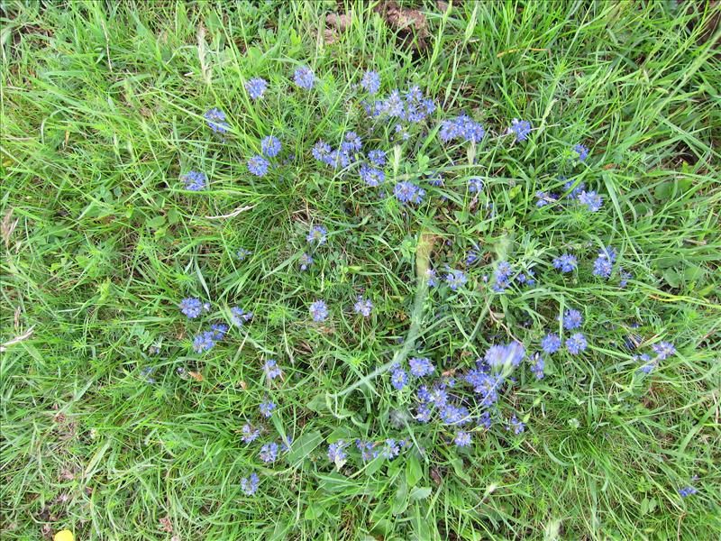 Veronica prostrata (door Piet Bremer )