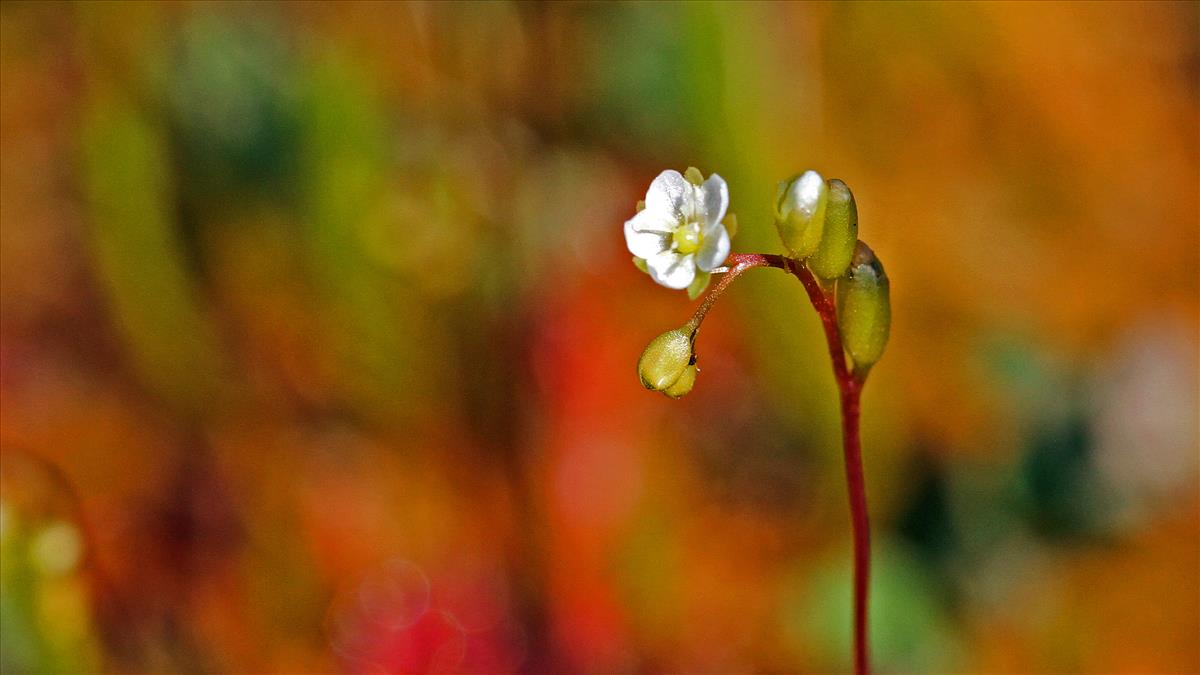 Drosera rotundifolia (door Wim Apswoude)