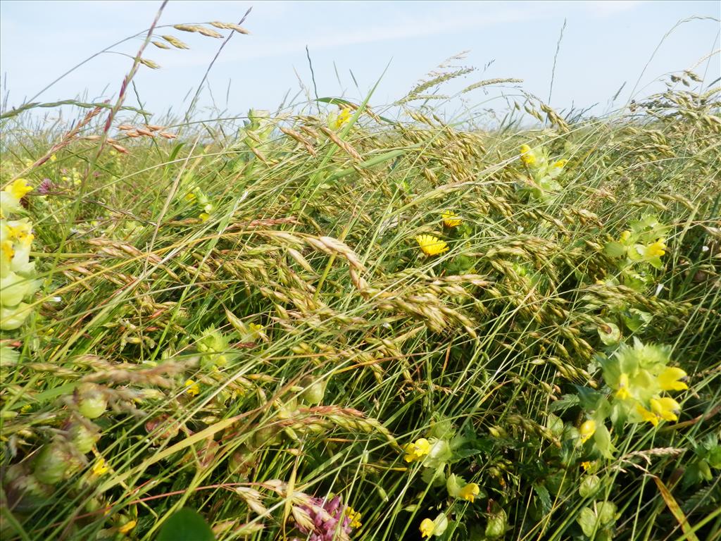 Bromus racemosus subsp. racemosus (door Max Simmelink)