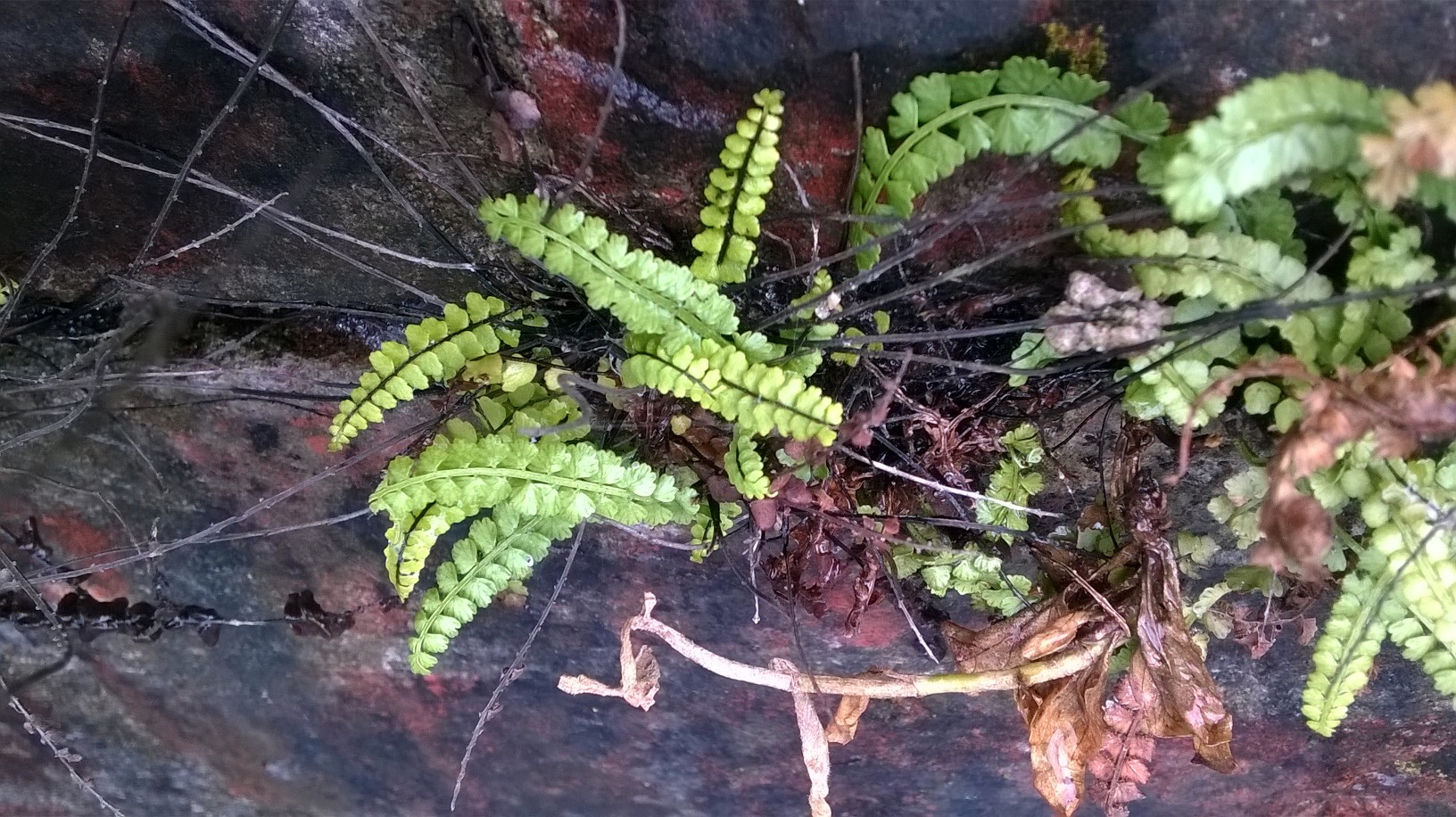 Asplenium viride (door Bert Blok)