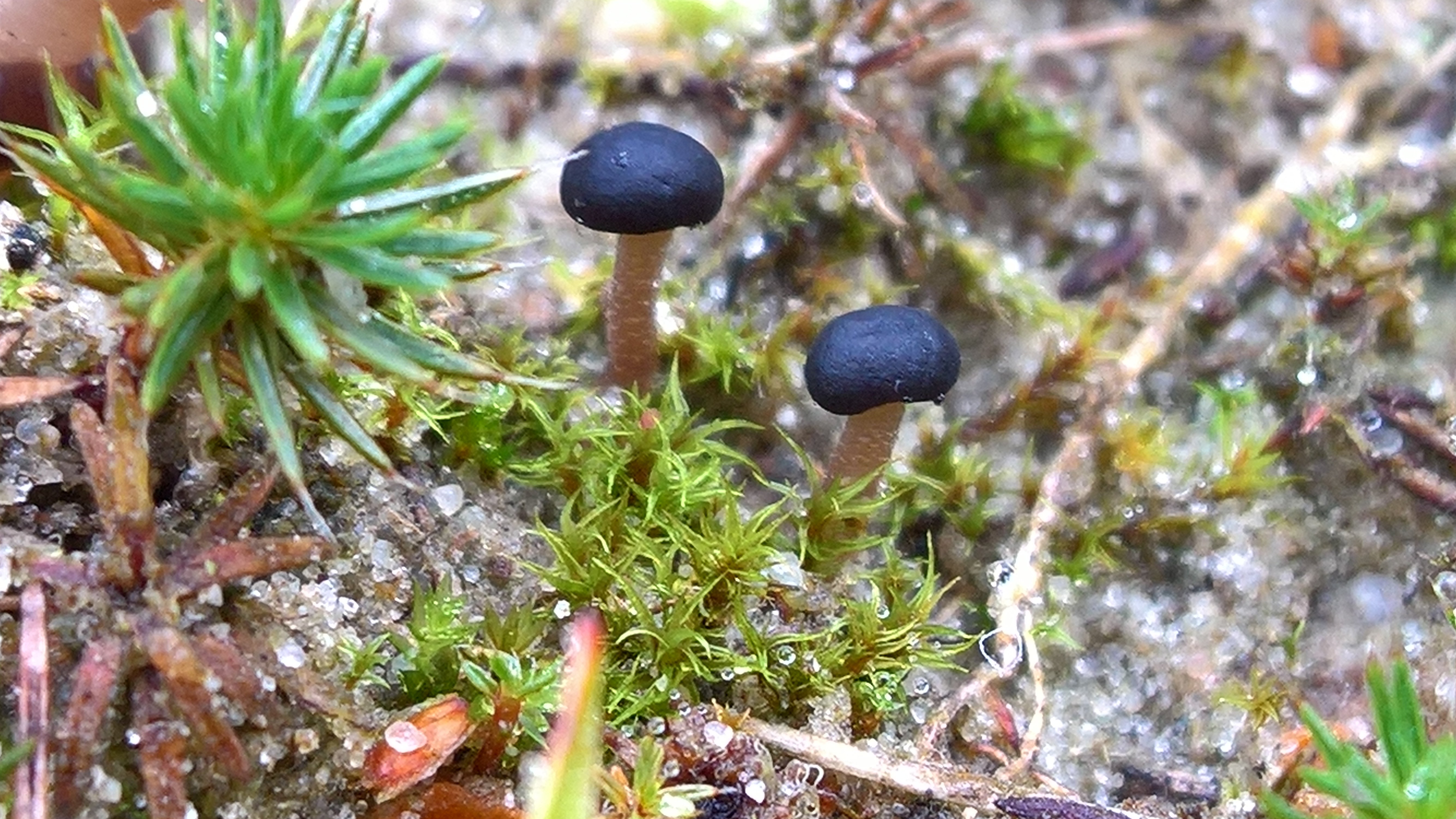 Sarcoleotia platypus (door BertNielsen)