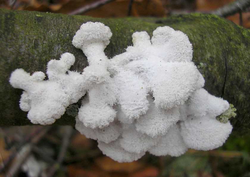 Schizophyllum commune (door Aldert Gutter)