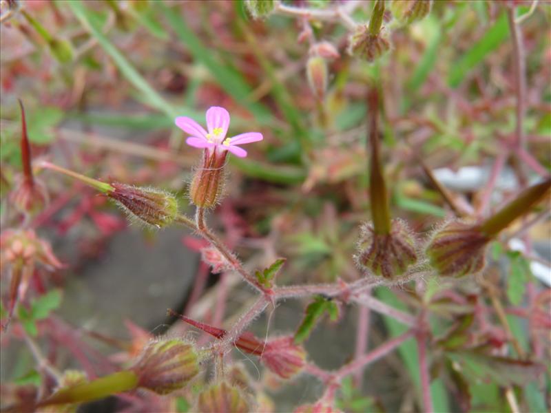 Geranium purpureum (door Willemien Troelstra)