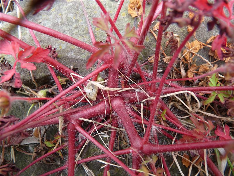 Geranium purpureum (door Willemien Troelstra)