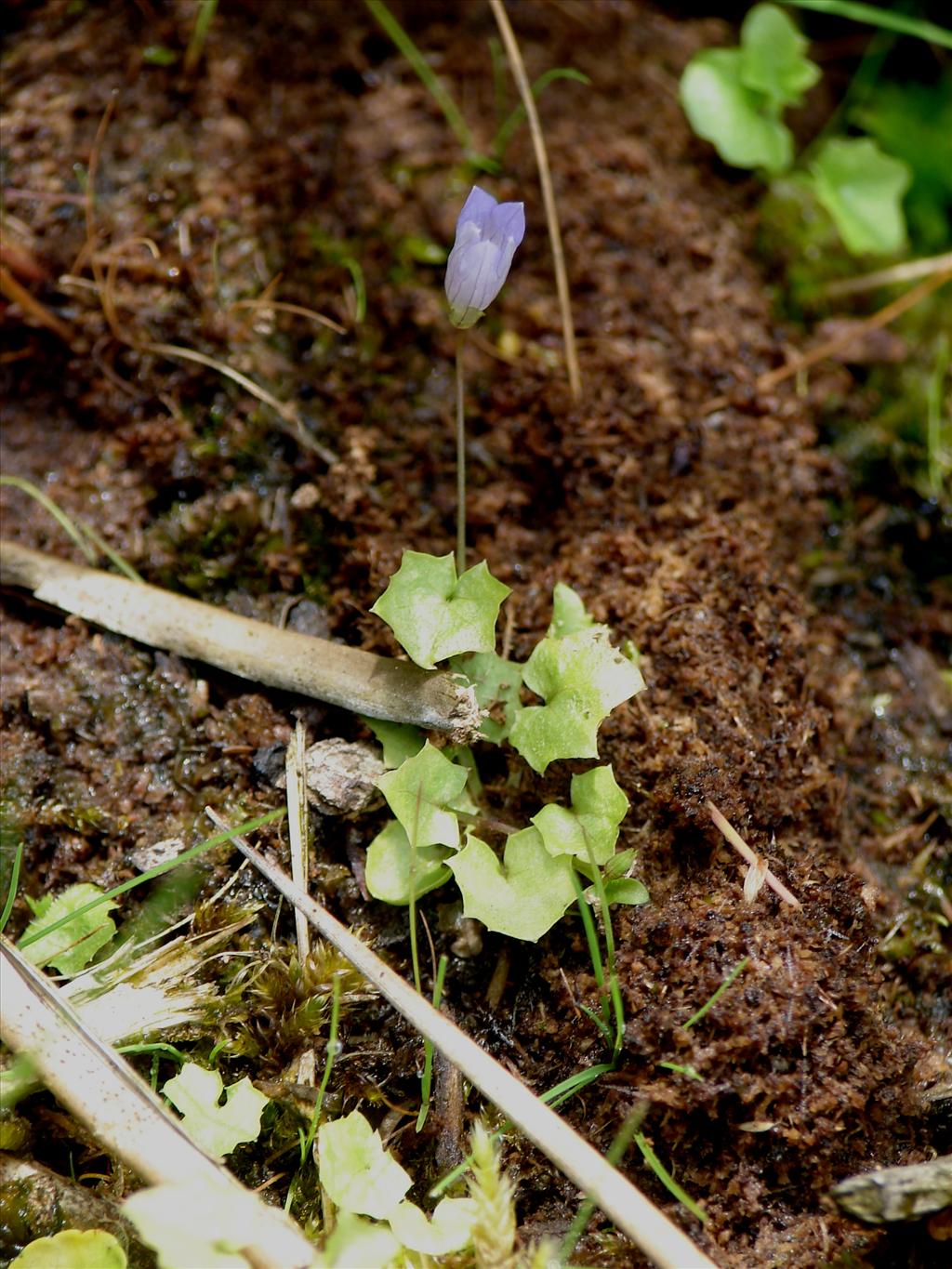 Wahlenbergia hederacea (door Adrie van Heerden)