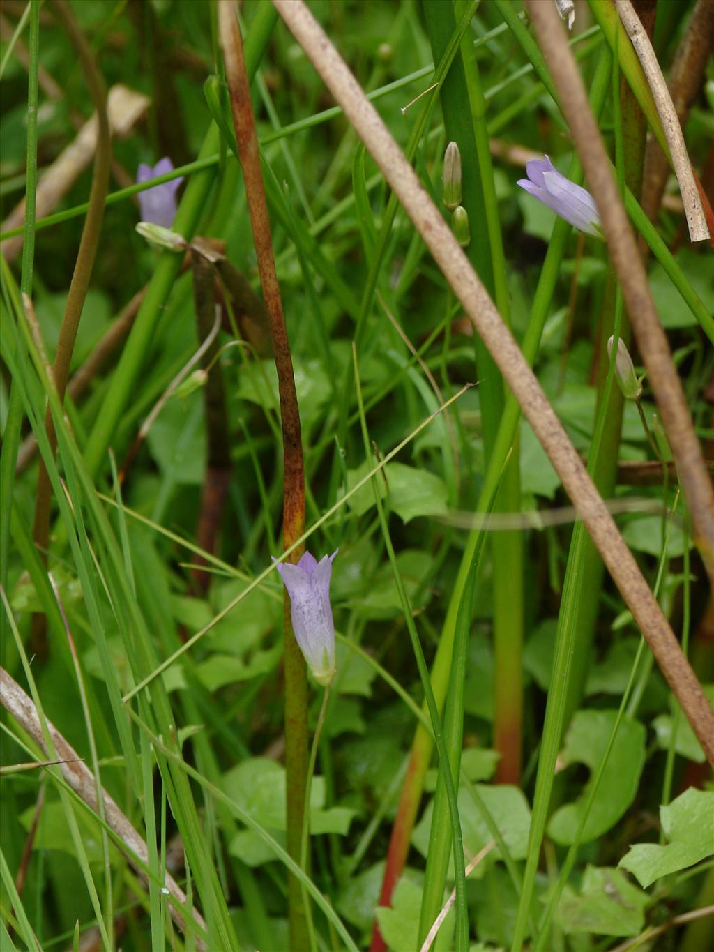 Wahlenbergia hederacea (door Adrie van Heerden)