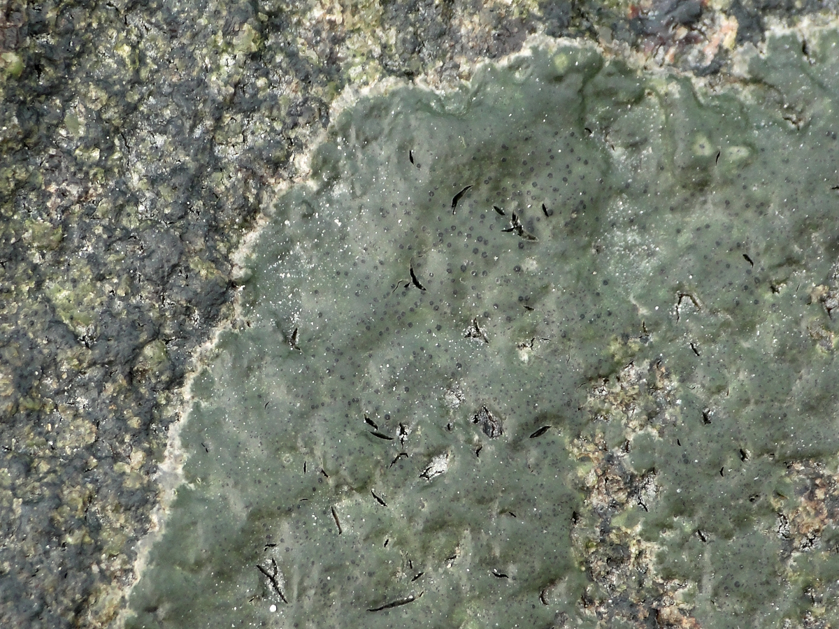 Wahlenbergiella mucosa (door Henk-Jan van der Kolk)