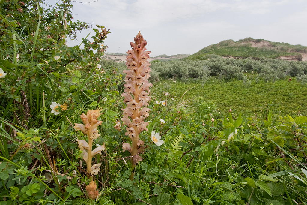 Orobanche caryophyllacea (door Joost Bouwmeester)