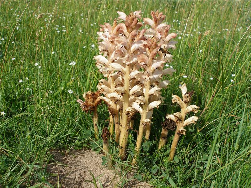 Orobanche caryophyllacea (door Piet Bremer )