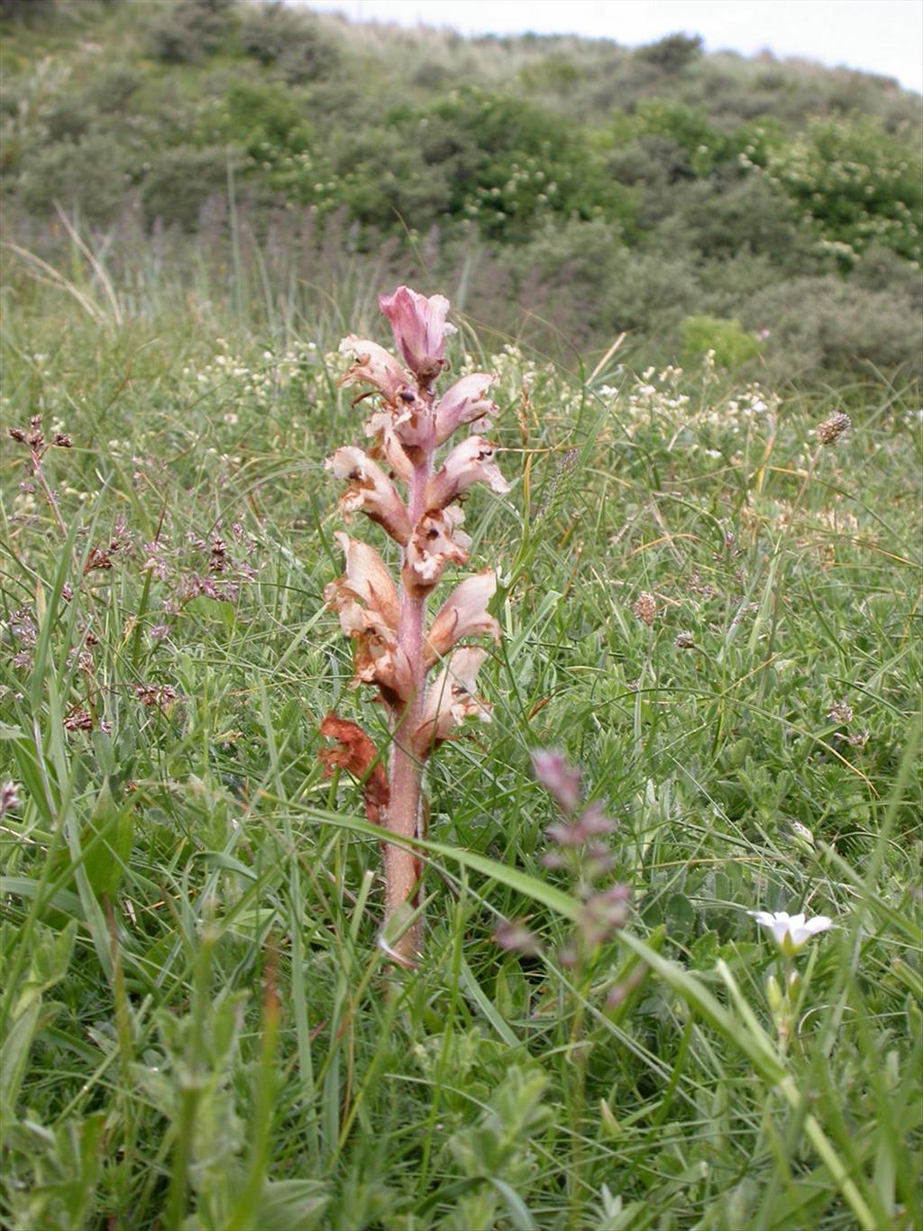 Orobanche caryophyllacea (door Peter Meininger)