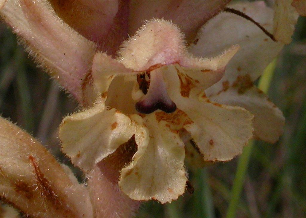 Orobanche caryophyllacea (door Peter Meininger)