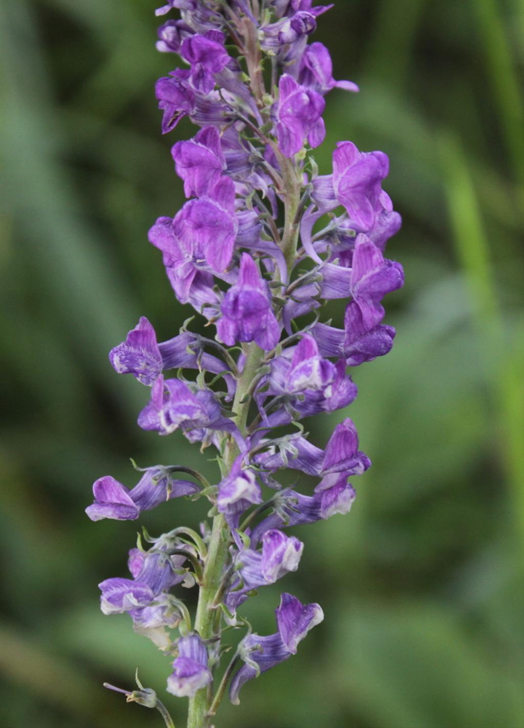 Linaria purpurea (door Peter Meininger)