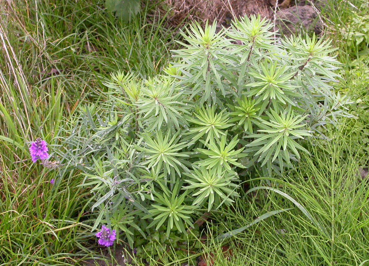 Linaria purpurea (door Peter Meininger)