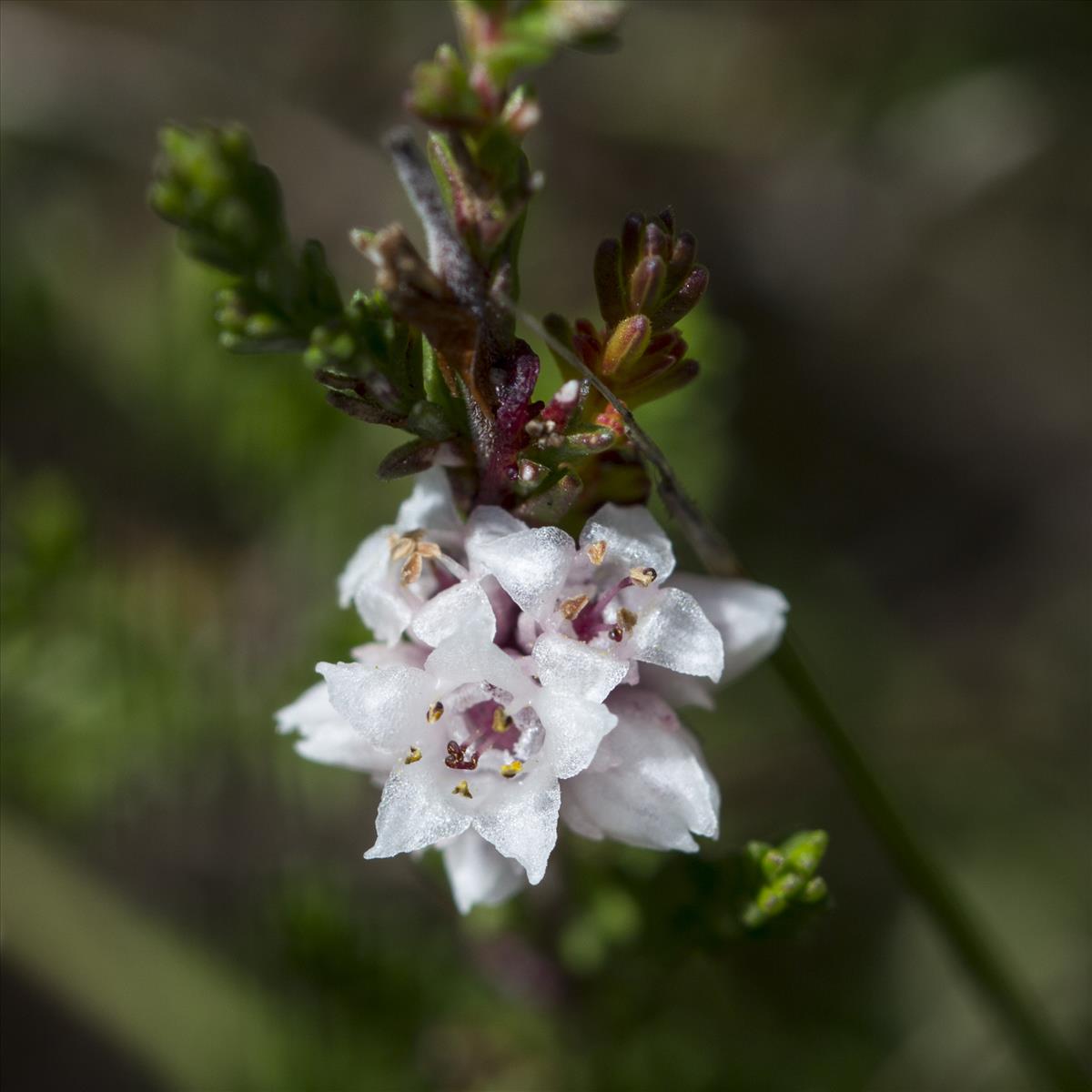 Cuscuta epithymum (door Valentine Kalwij)