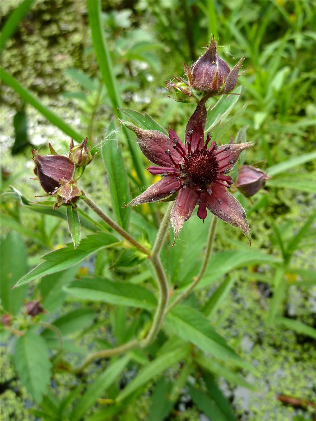 Comarum palustre (door Marian Baars)