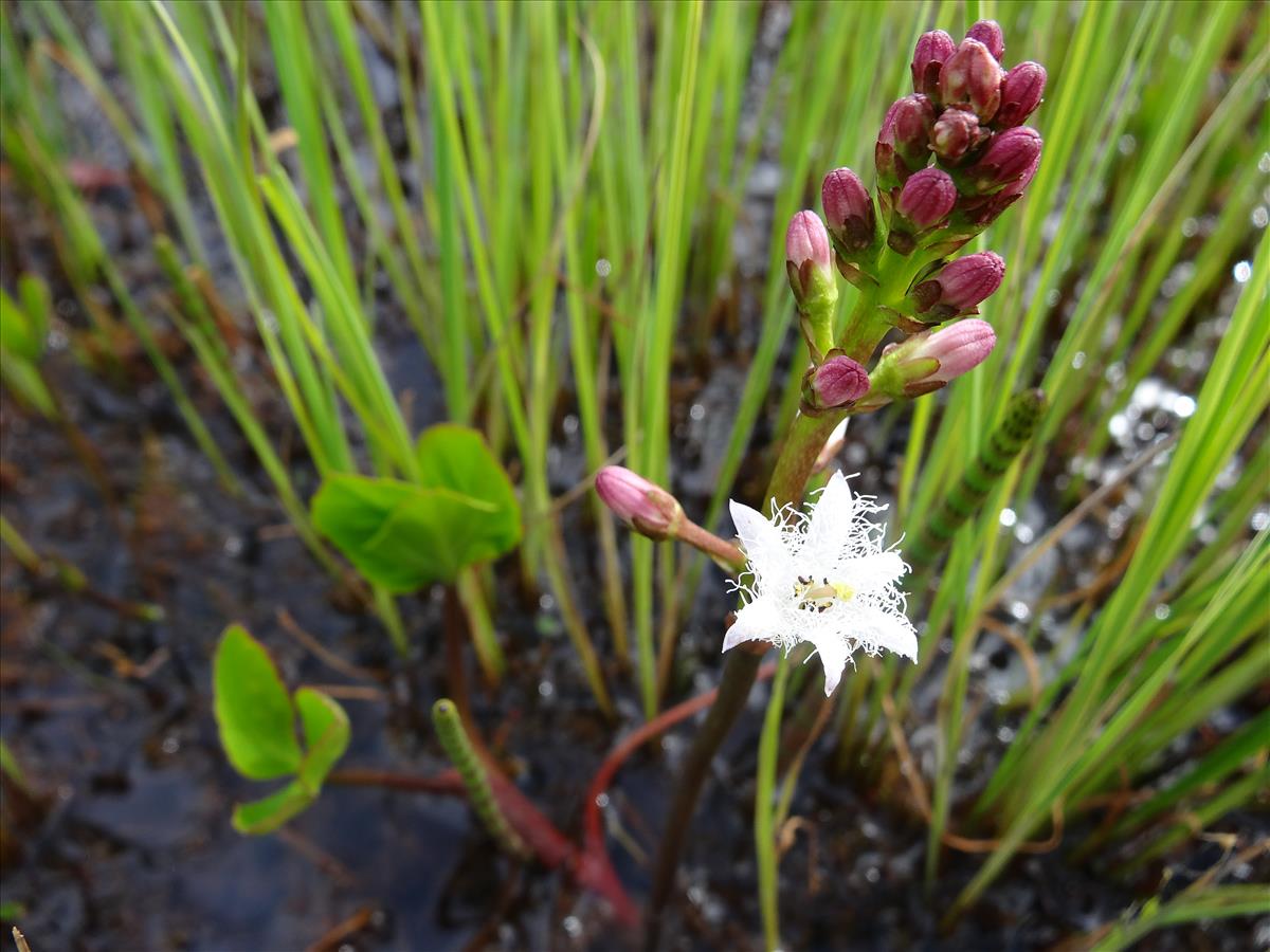 Menyanthes trifoliata (door Jakob Hanenburg)