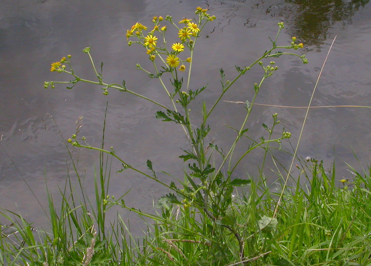 Jacobaea aquatica (door Peter Meininger)