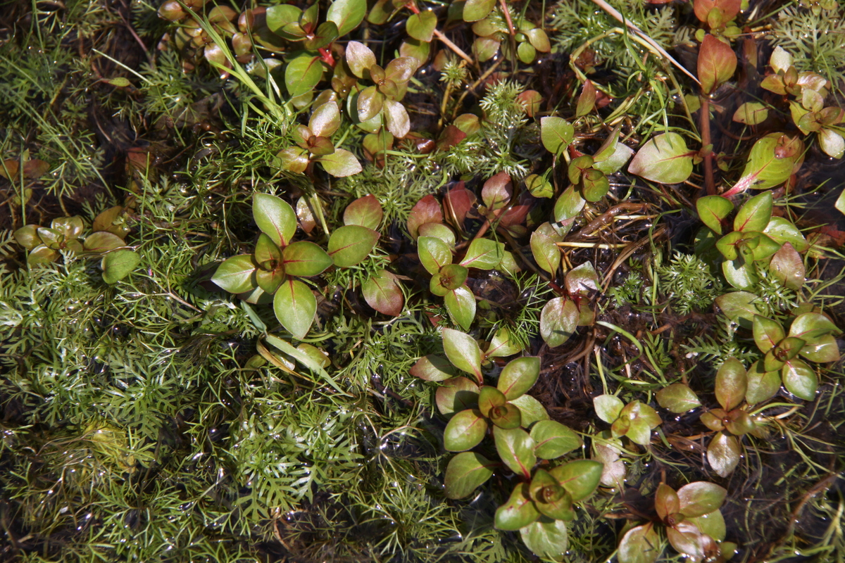 Ludwigia palustris (door Peter Meininger)